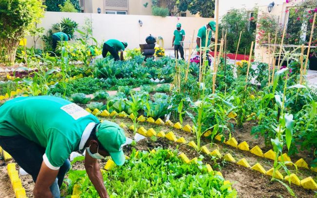 Garden Maintenance Service