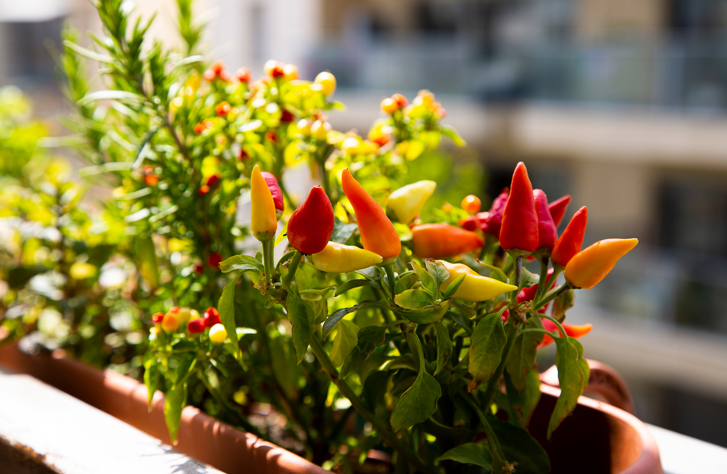 Organic farming in UAE Organic farming in UAE