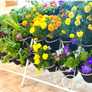 organic farm maintenance UAE