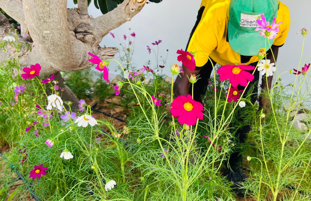 garden maintenance Dubai