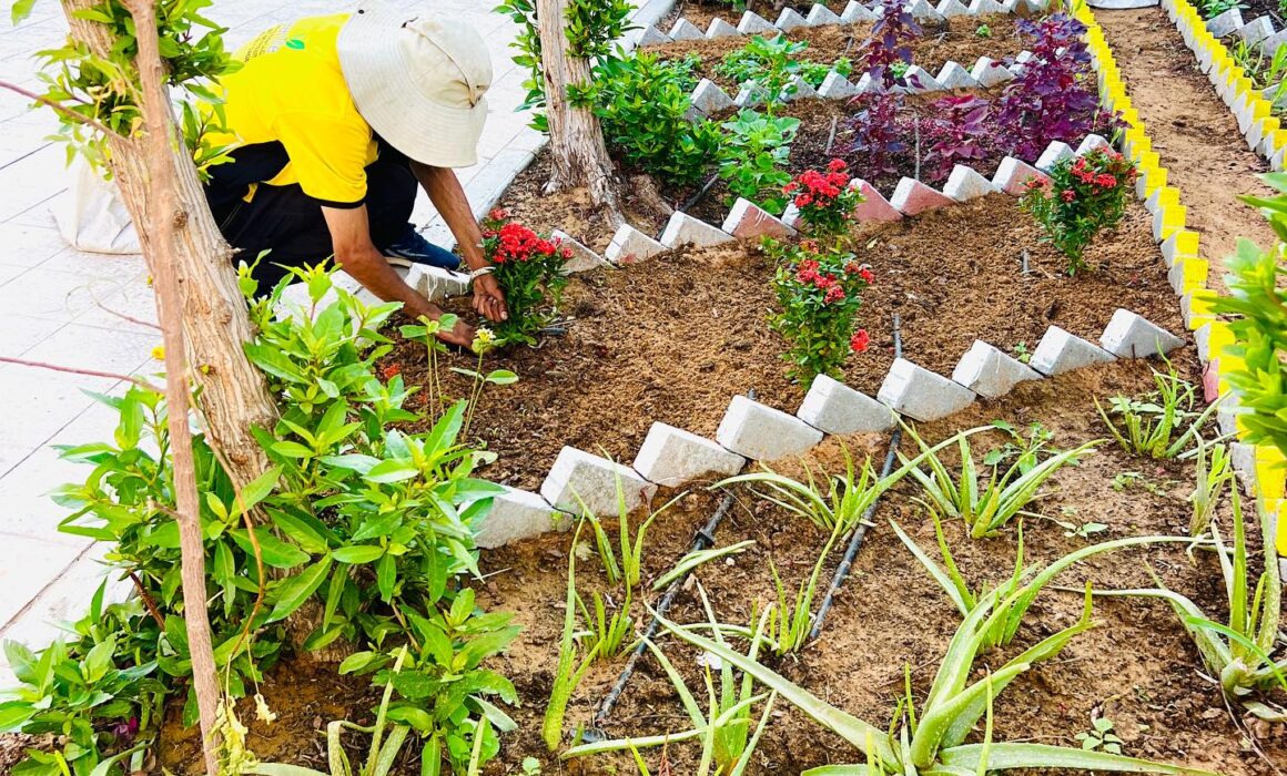 organic farming mbr dubai.