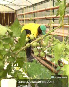 Home Vegetable Farming