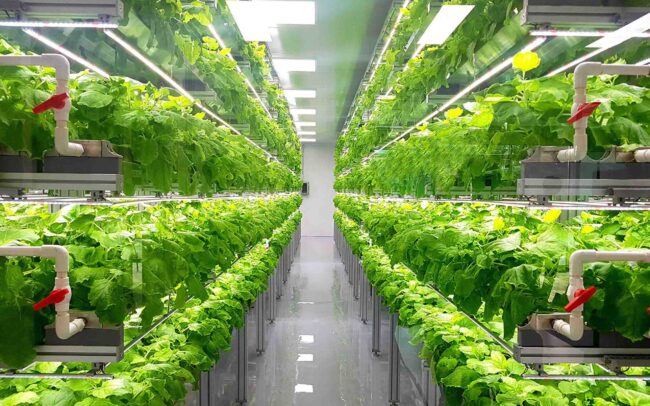 Vertical Farming in Dubai