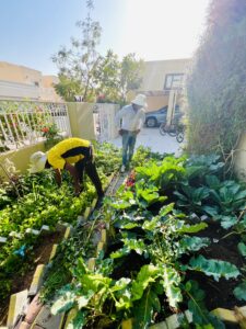 Garden Maintenance in Dubai