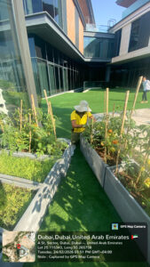 garden maintenance in dubai