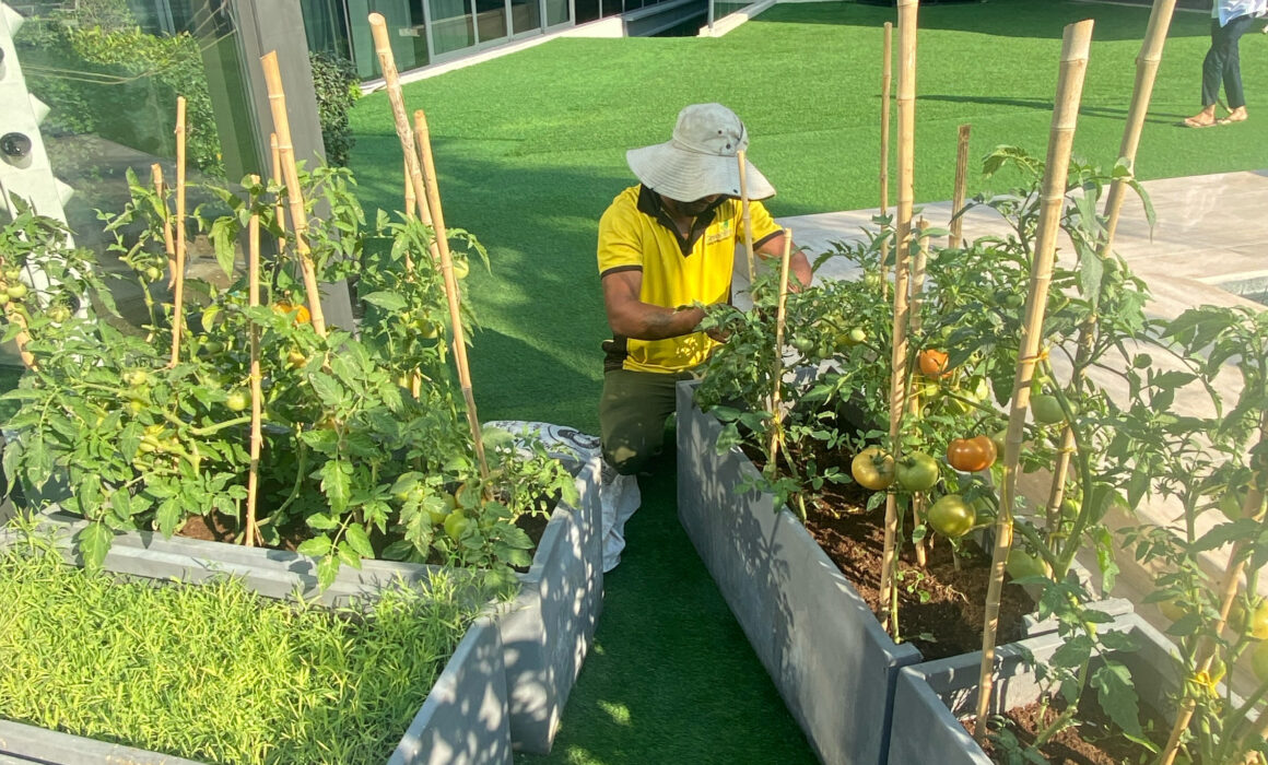 Garden Maintenance Dubai